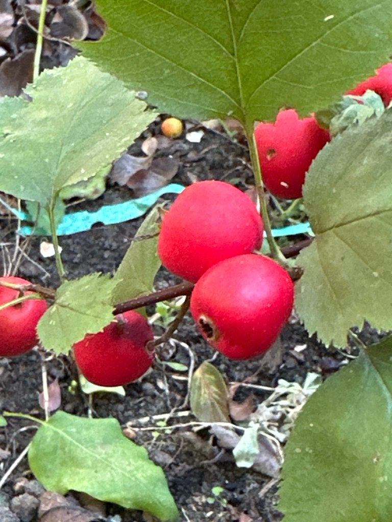 Meidoorn Crataegus Arnoldiana, Tuin en Terras, Ophalen, Lente, Overige soorten, Volle zon