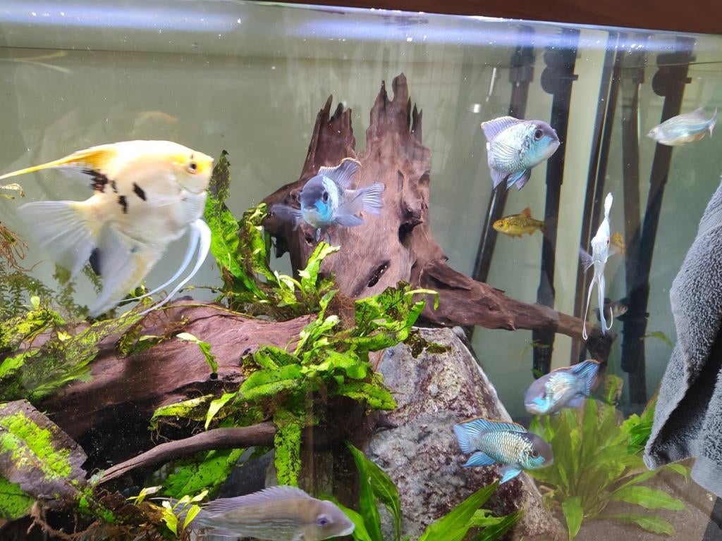 Electric Blue Acara te koop!, Animaux & Accessoires, Poissons | Poissons d'aquarium, Poisson d'eau douce, Poisson