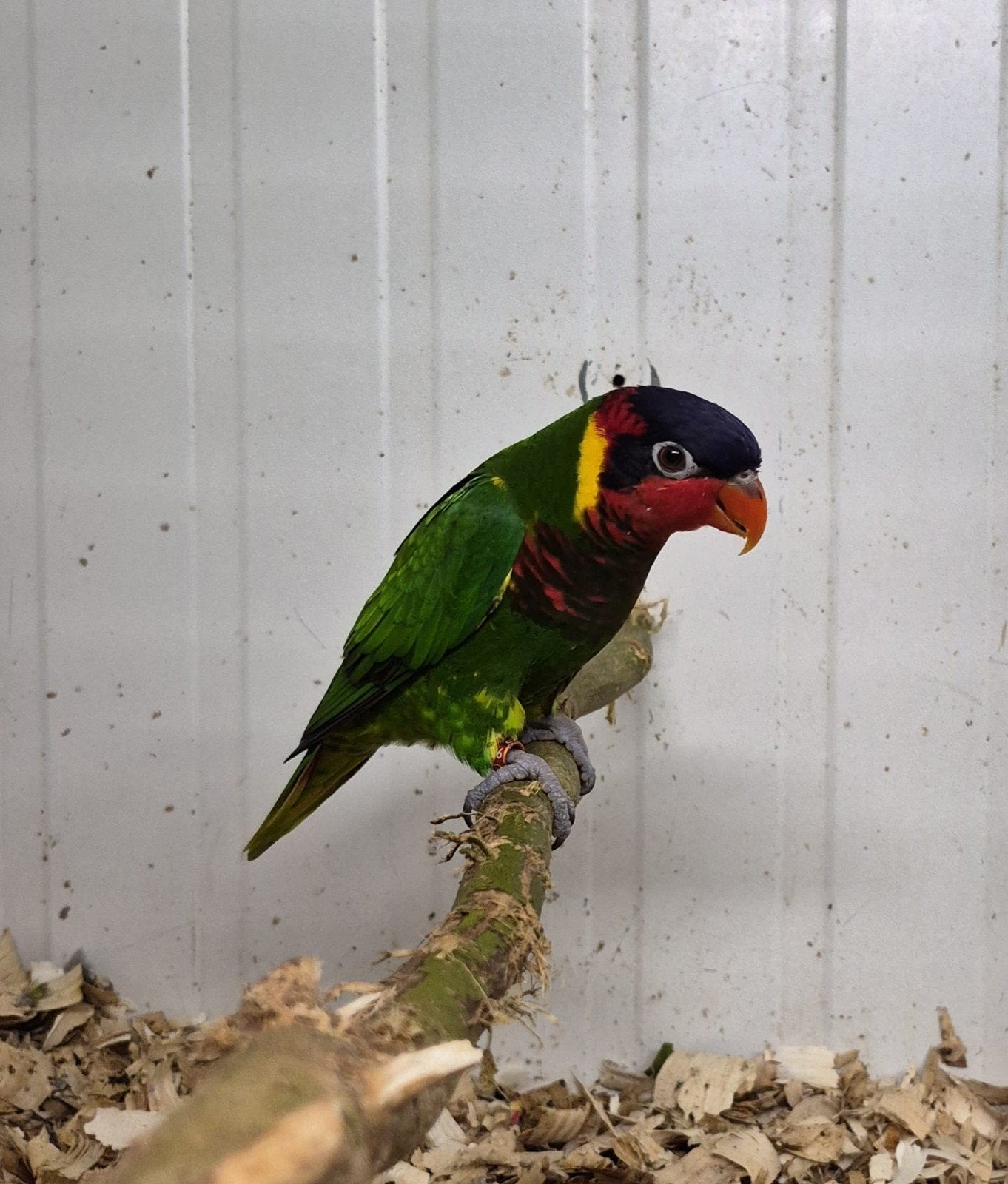 loris, Animaux & Accessoires, Bagué