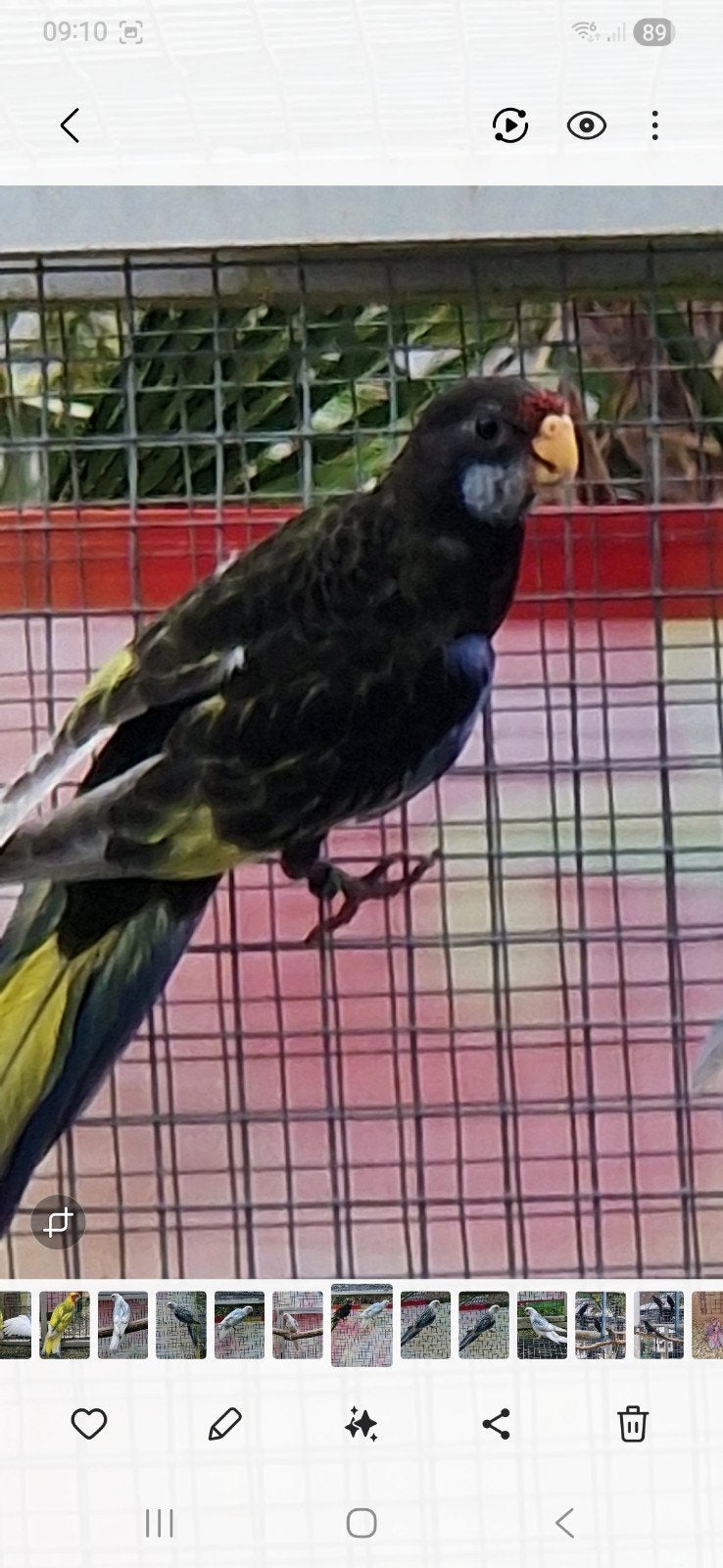 rosella's mutaties '26, Meerdere dieren, Parkiet, Geringd