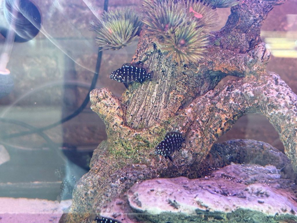 Tropheus Duboisi tanganyka lake, Divers, Enlèvement