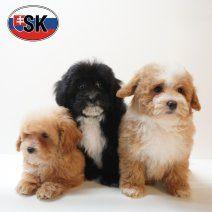 Maltipoo pups te koop, 15 weken tot 1 jaar, Buitenland, Parvo, Meerdere