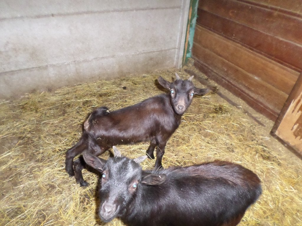 dwerggeitje, Dieren en Toebehoren