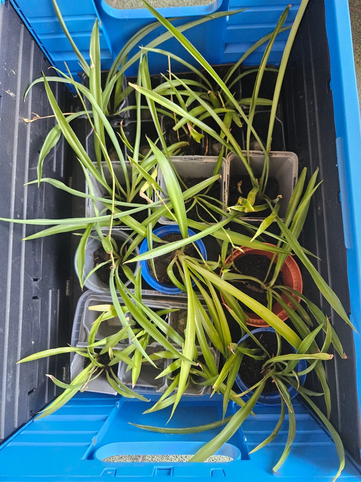 Plante araignée/nénuphar, Jardin & Terrasse, Plantes | Jardin, Enlèvement, Plante fixe