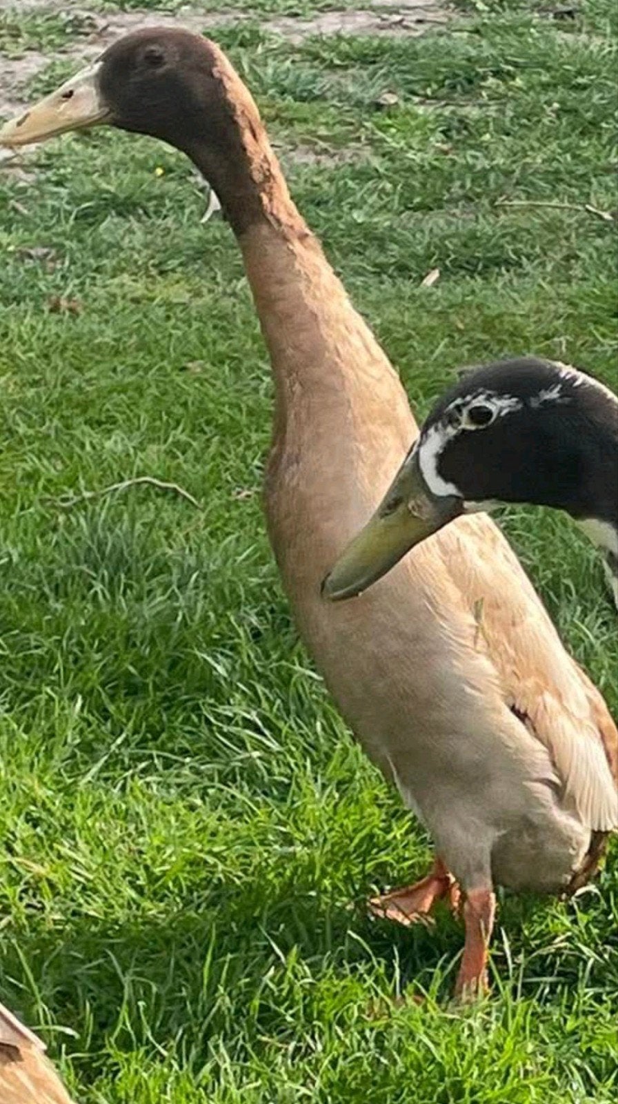 Gezocht : Indische loopeend in deze kleur( buff) ., Dieren en Toebehoren, Pluimvee, Meerdere dieren, Eend