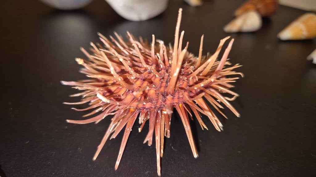 Spondylus visayensis 72.2mm Philipijnen. " schelp "., Verzamelen, Dierenverzamelingen, Ophalen of Verzenden, Zo goed als nieuw