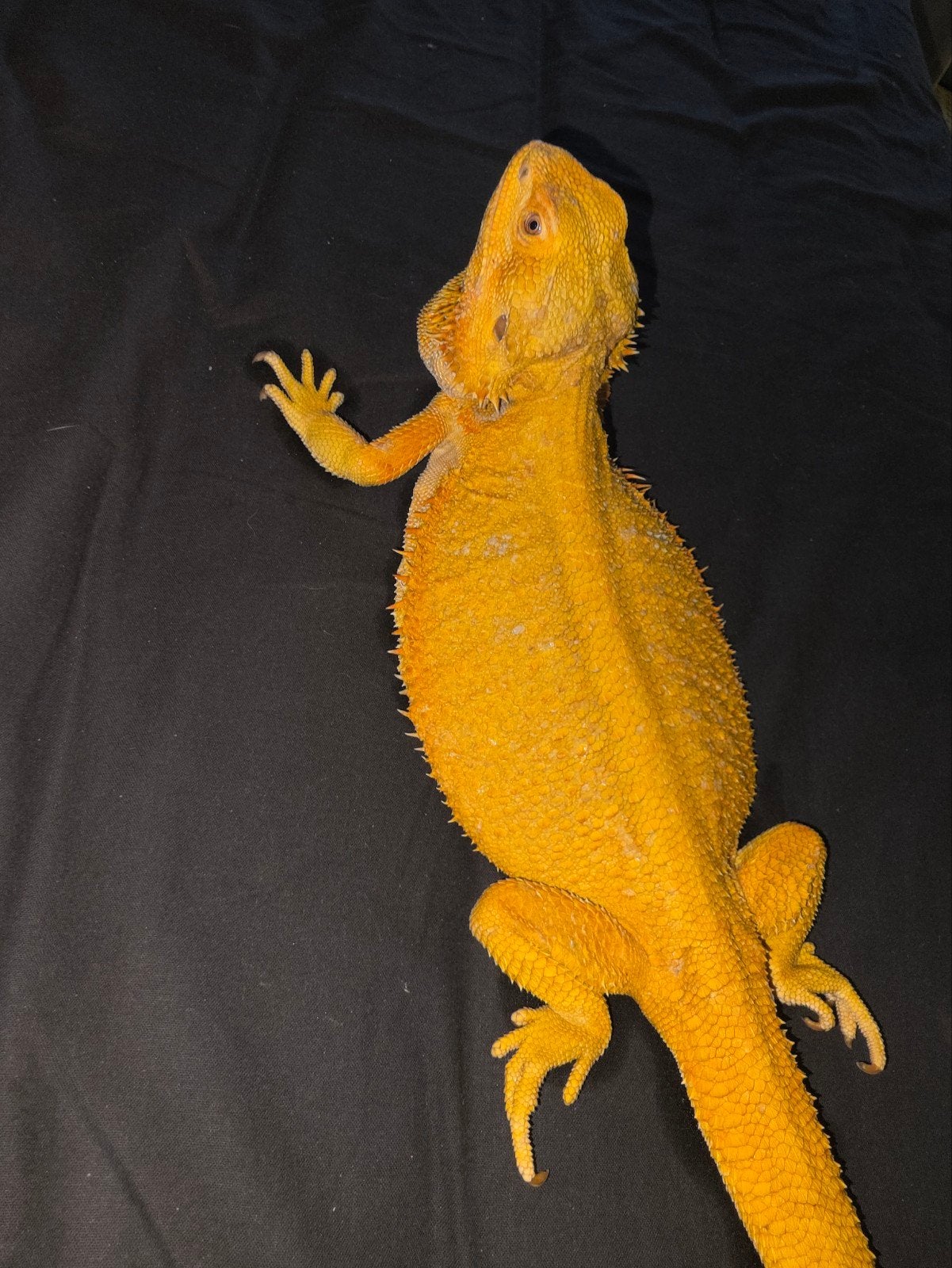 Très belle femelle dragon barbu aux couleurs vives, Animaux & Accessoires, Lézard, Domestique, 0 à 2 ans