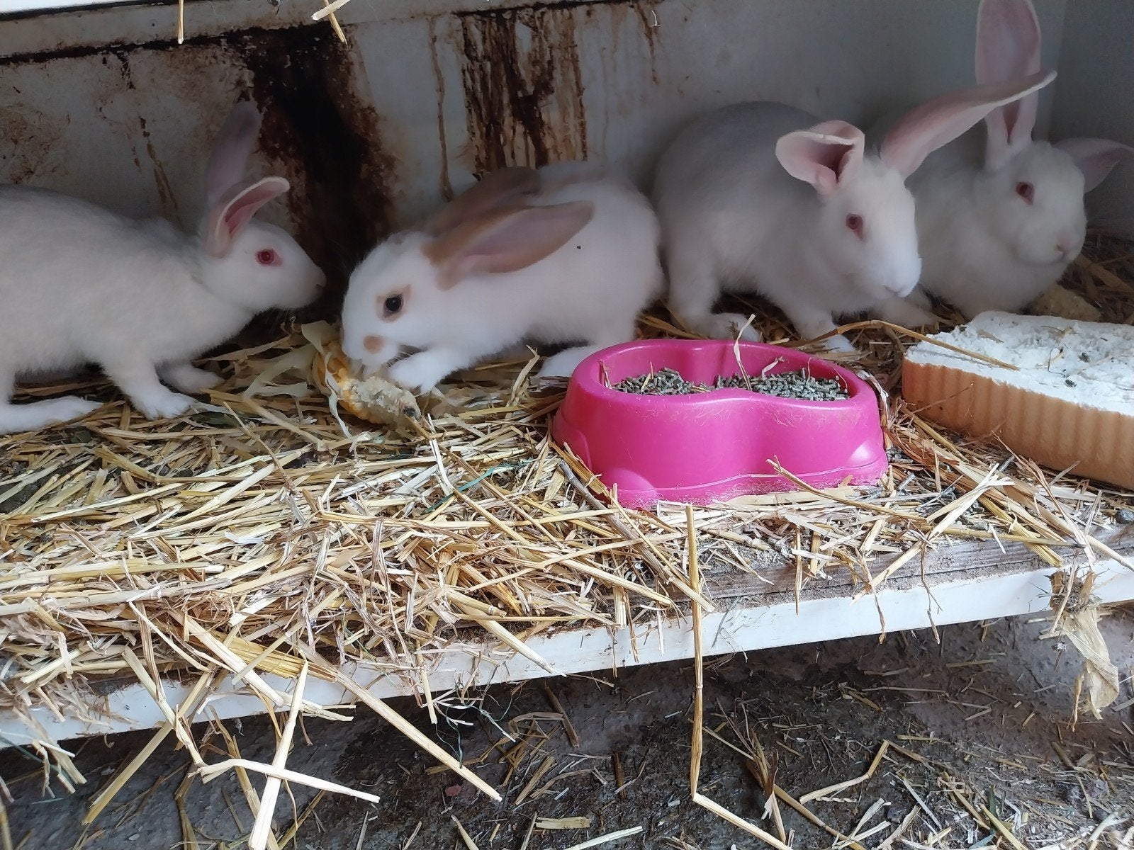 jonge vleeskonijnen 12 weken oud. Allemaal mannetjes, Dieren en Toebehoren, Mannelijk, Middelgroot, 0 tot 2 jaar