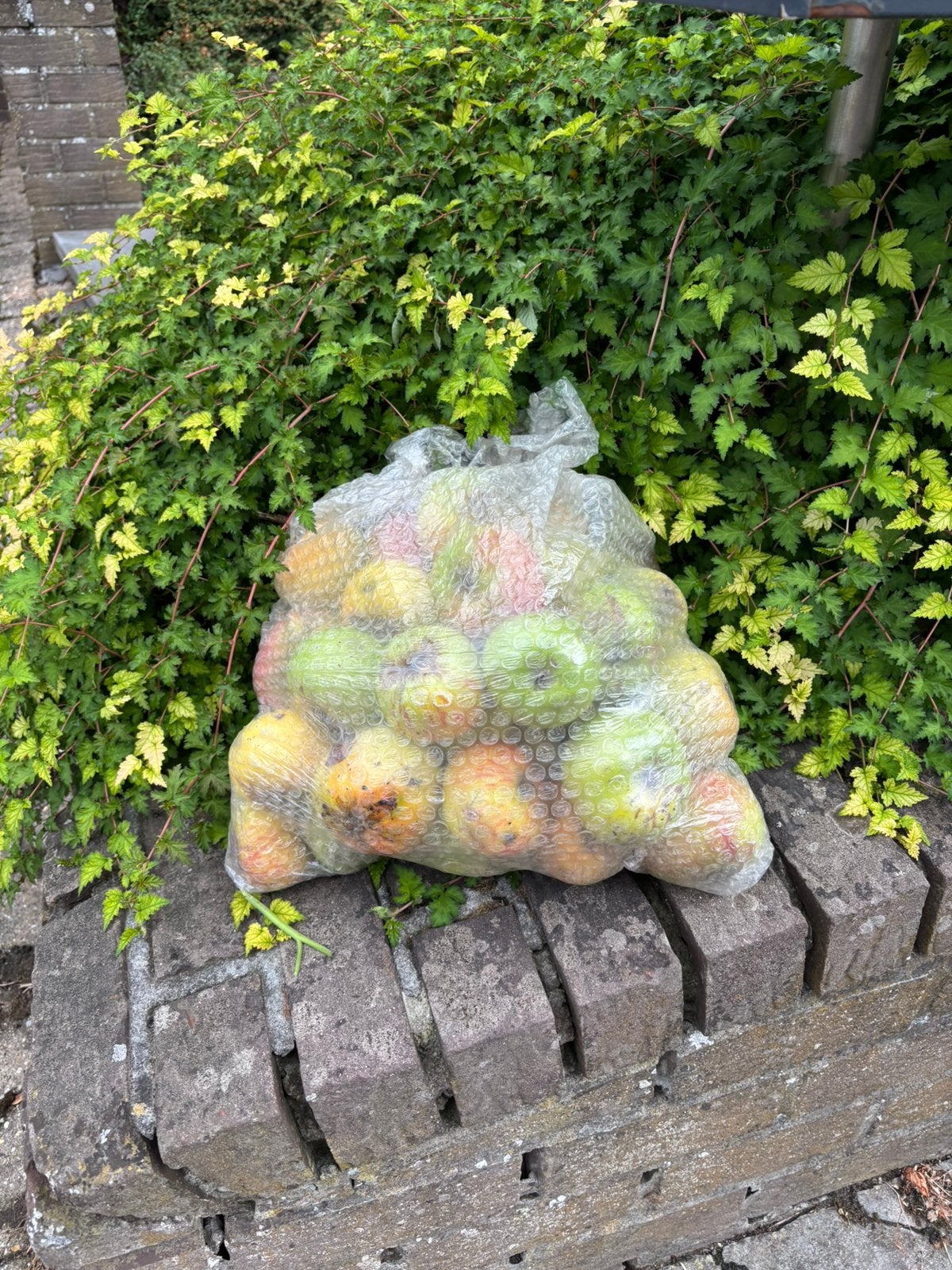 Gratis stoofappelen, Diversen, Levensmiddelen, Ophalen
