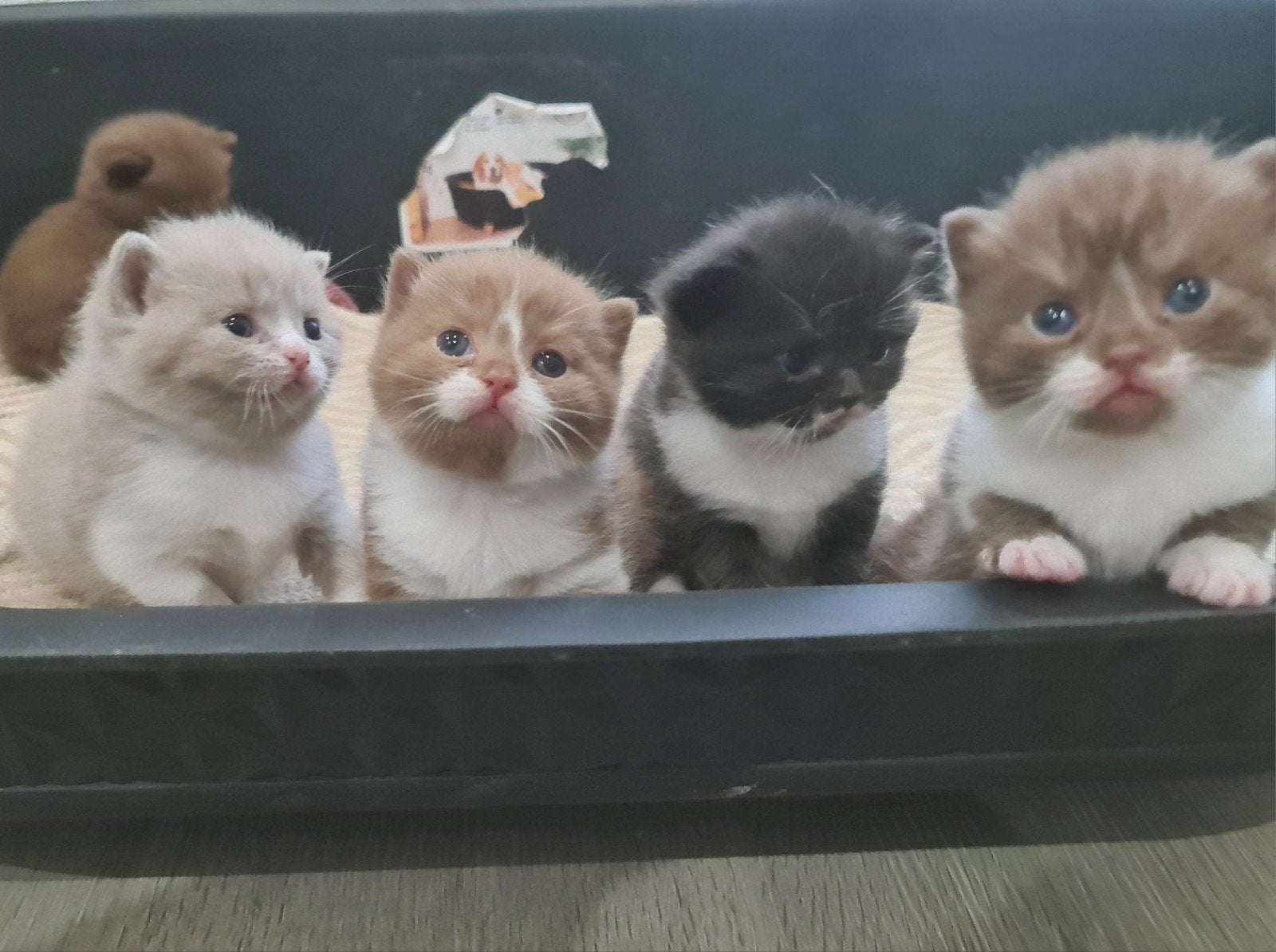 Prachtige Britse Korthaar kittens, Animaux & Accessoires, Chats & Chatons | Chats de race | Poil ras, Plusieurs animaux, 0 à 2 ans