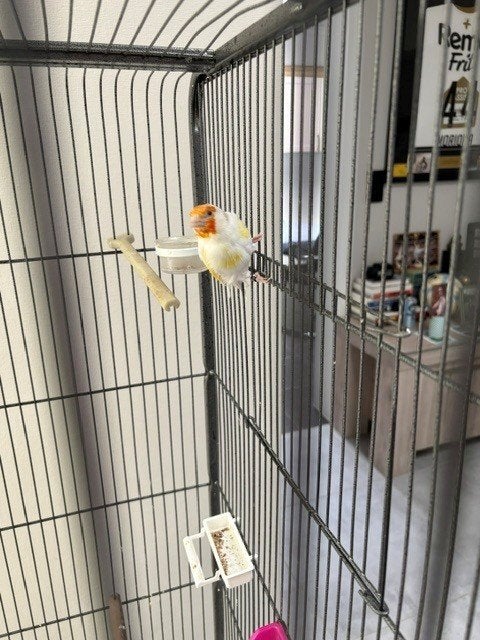 Satinet Putterman, Dieren en Toebehoren, Mannelijk, Wildzangvogel, Geringd