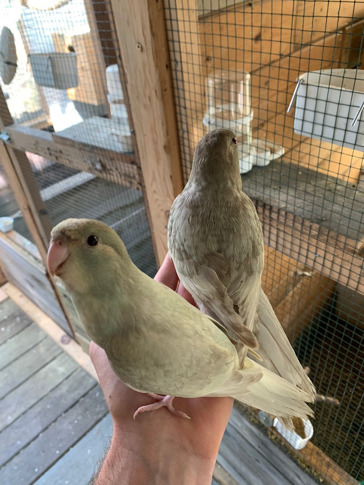 Kakariki tam, Dieren en Toebehoren, Meerdere dieren, Parkiet, Tam
