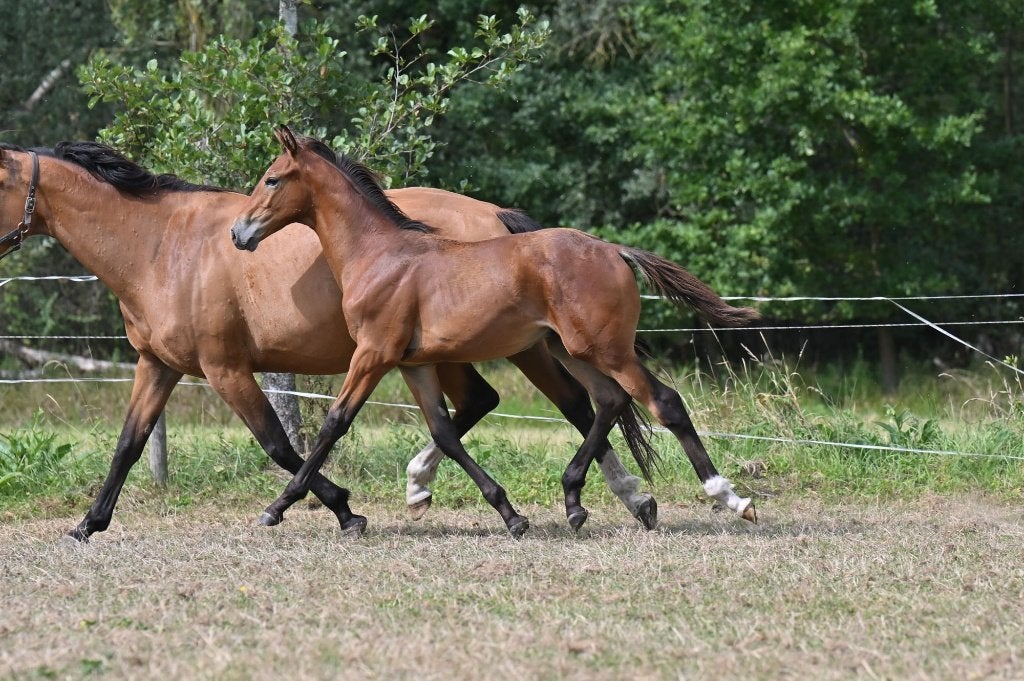 HENGSTVEULEN ,BWP, S.F.ORIGINE, Springpaard, Met stamboom, 0 tot 2 jaar, Hengst