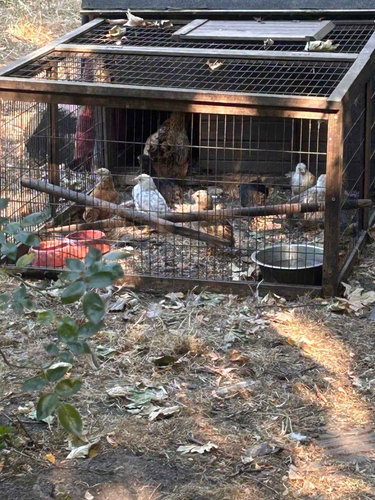 Kippen Kuikens 5 weken oud nog handtam te maken kip, Dieren en Toebehoren, Pluimvee, Kip