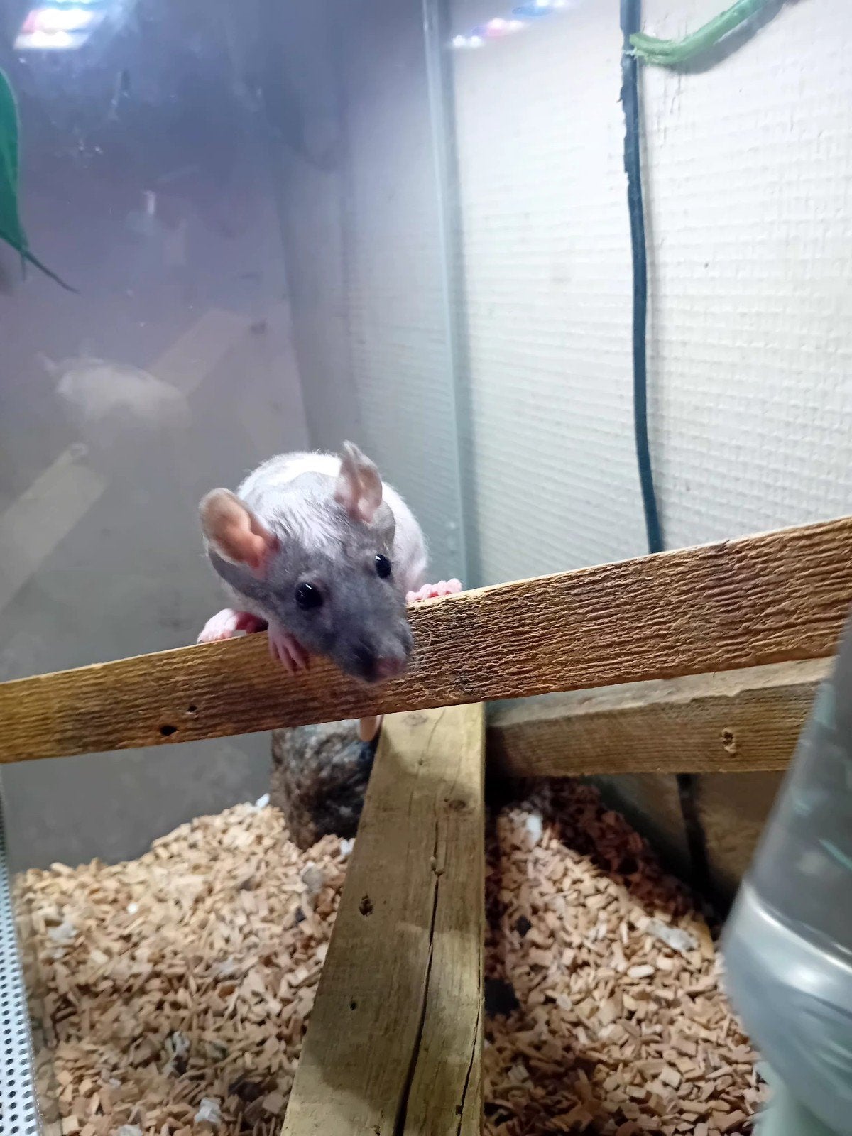 naakt ratje mannelijk met bak waar hij in leeft, Autres espèces, Avec terrarium, 0 à 2 ans