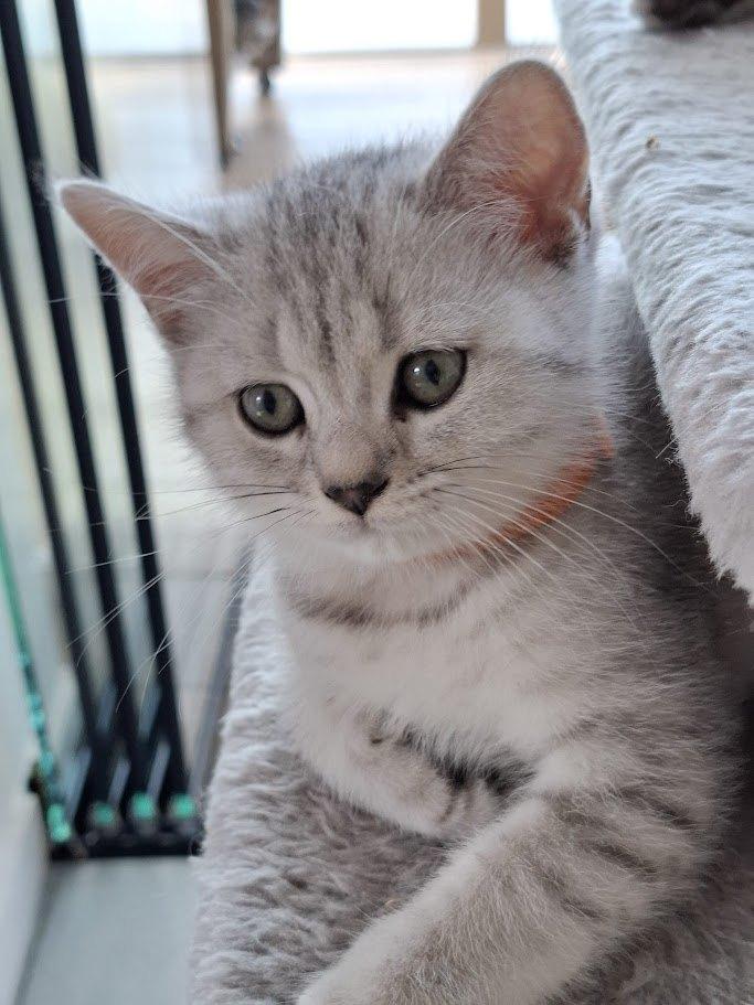 Britse korthaar (silver tabby), Dieren en Toebehoren, Katten en Kittens | Raskatten | Korthaar, Meerdere dieren, 0 tot 2 jaar