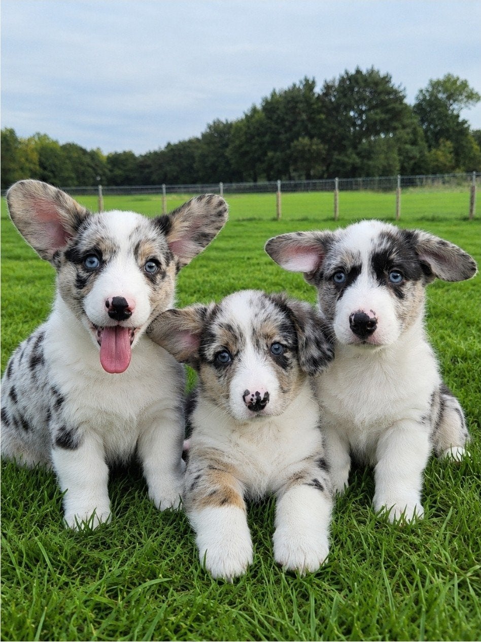 Welsh Corgi Cardigan pups / Corgi pups, België, CDV (hondenziekte), 8 tot 15 weken, Meerdere
