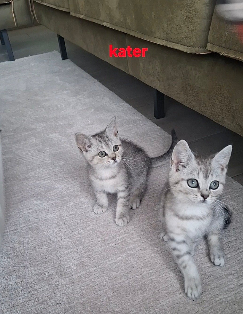 Britse korthaar tabby kittens, Dieren en Toebehoren, Meerdere dieren, Ontwormd, 0 tot 2 jaar
