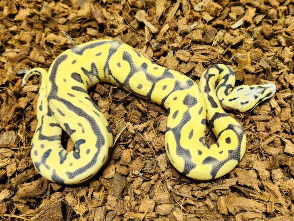 HOUTEN DEALS - Diverse koningspythons, Serpent, 3 à 6 ans