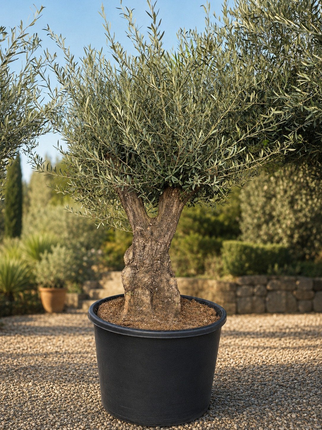 Olijfboom Olea Europaea mooi vertakt, Tuin en Terras, Ophalen, Olijfboom