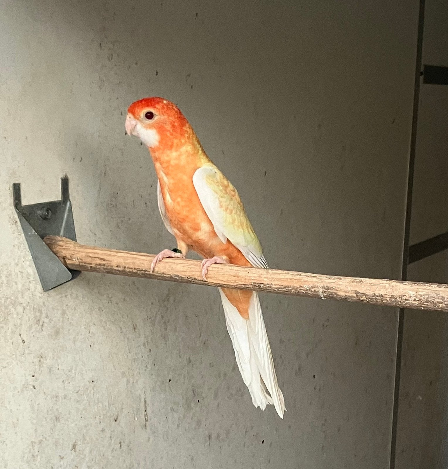 Oranje ino pennant, Dieren en Toebehoren, Vrouwelijk, Parkiet, Geringd