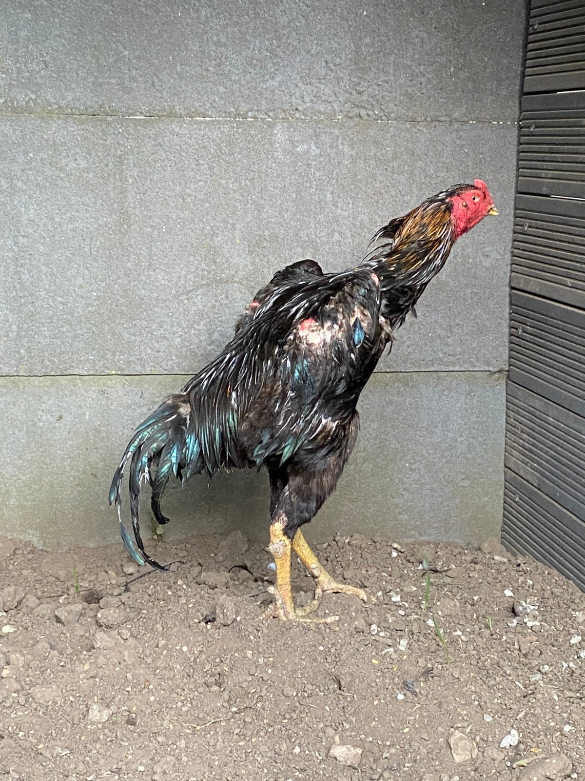 Shamo haan, Dieren en Toebehoren, Pluimvee