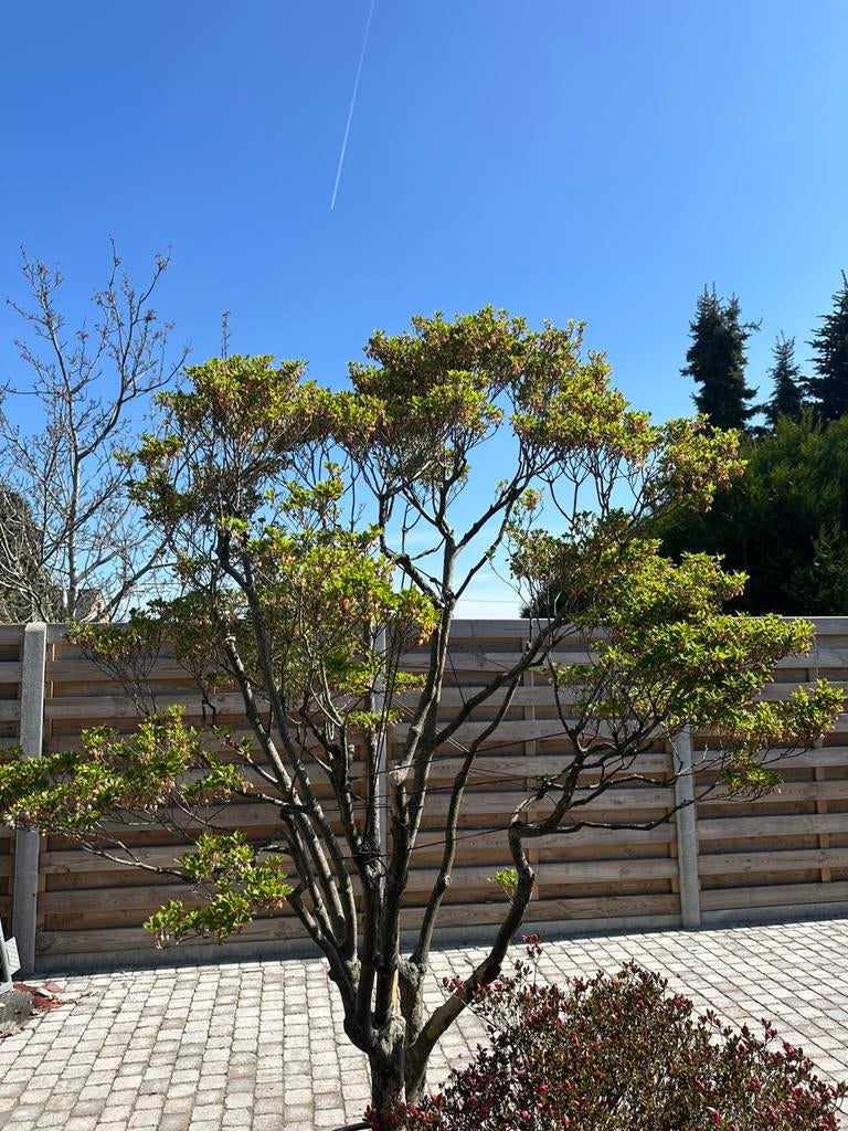 Enkianthus bonsai, Tuin en Terras, Ophalen