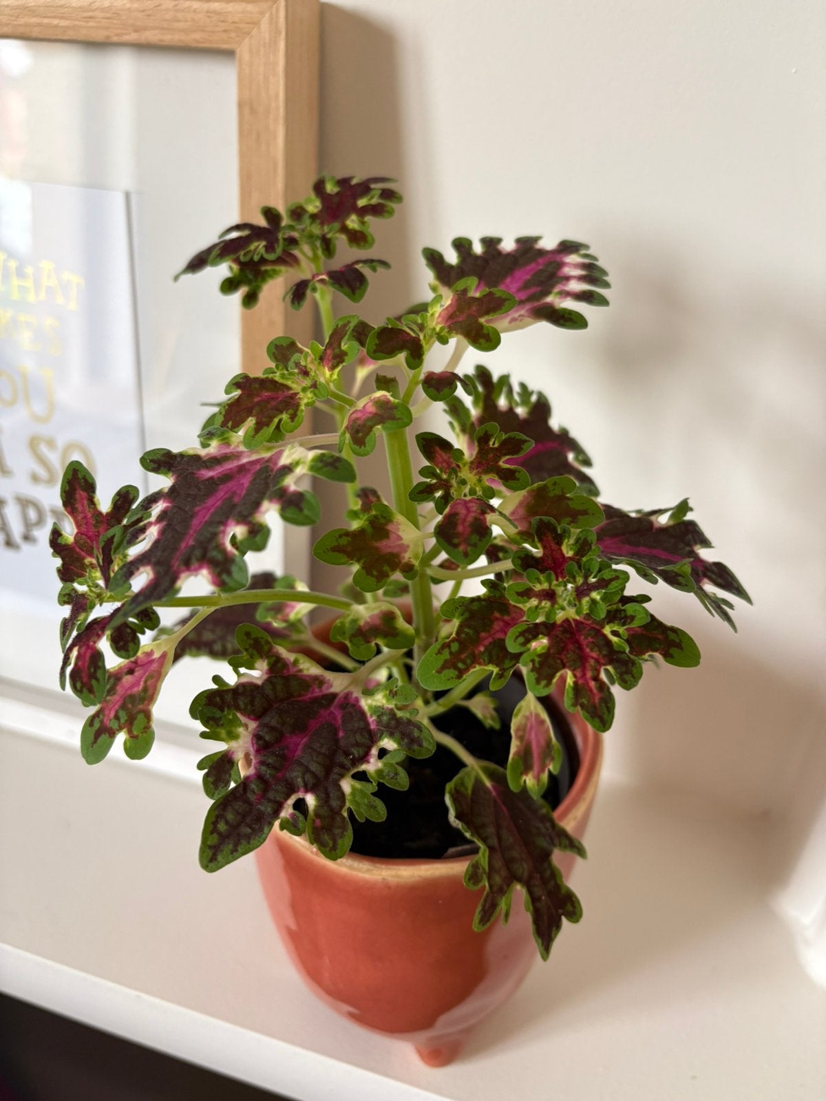 Speciale siernetel plant, Maison & Meubles, Plante verte, Enlèvement, Autres espèces, Moins de 100 cm