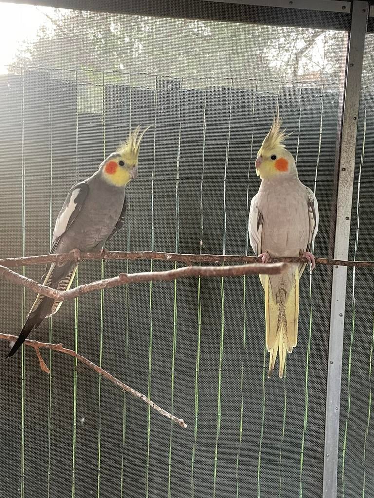 Valkparkieten, Dieren en Toebehoren, Vogels | Parkieten en Papegaaien, Tam