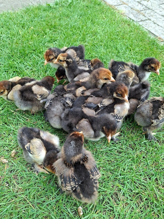 kuikens van brahma goud/zwart gezoomd, Dieren en Toebehoren, Pluimvee, Geslacht onbekend, Kip