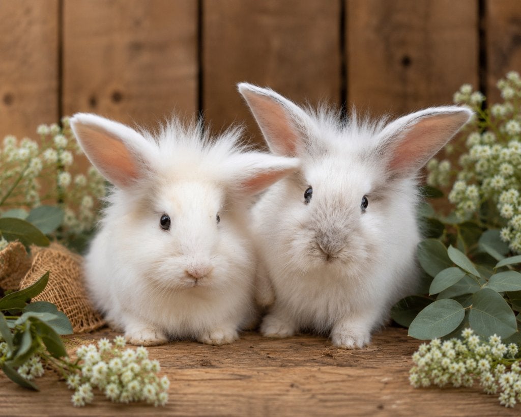 Super lief koppeltje konijntjes, Dieren en Toebehoren, Konijnen, Meerdere dieren, Klein, Hangoor, 0 tot 2 jaar