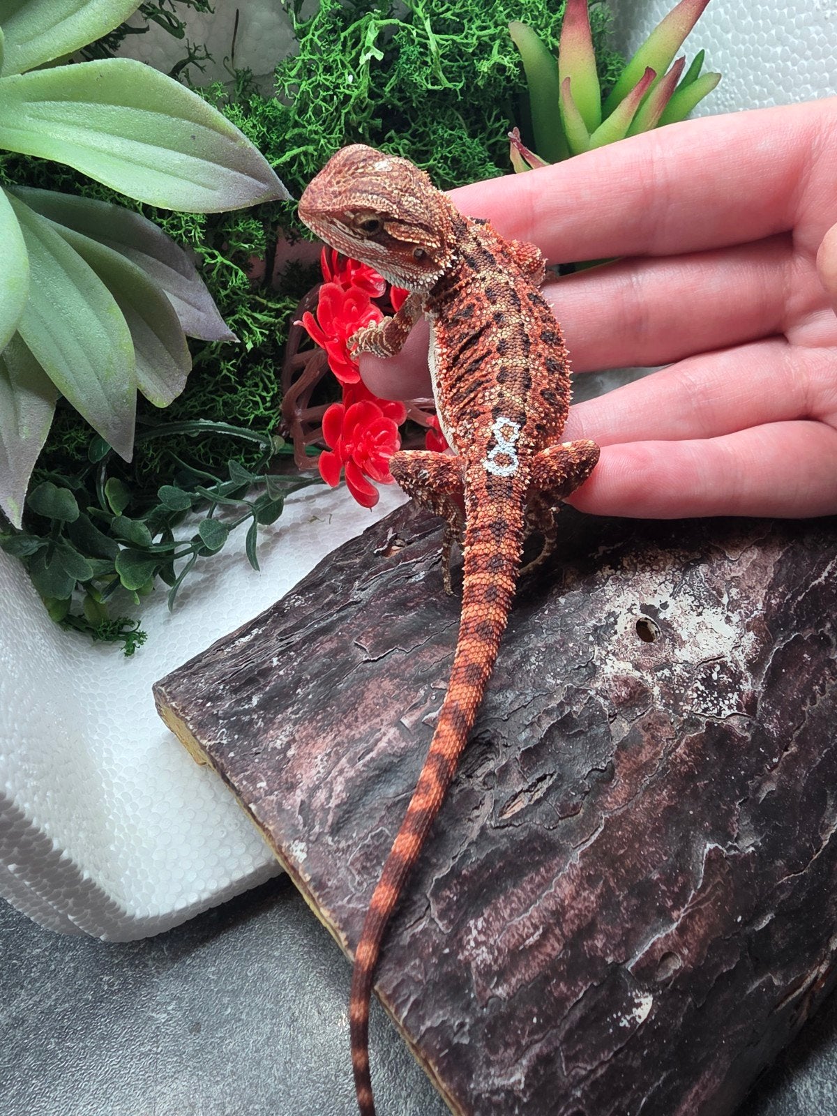 red monster, het hypo , man, Dieren en Toebehoren