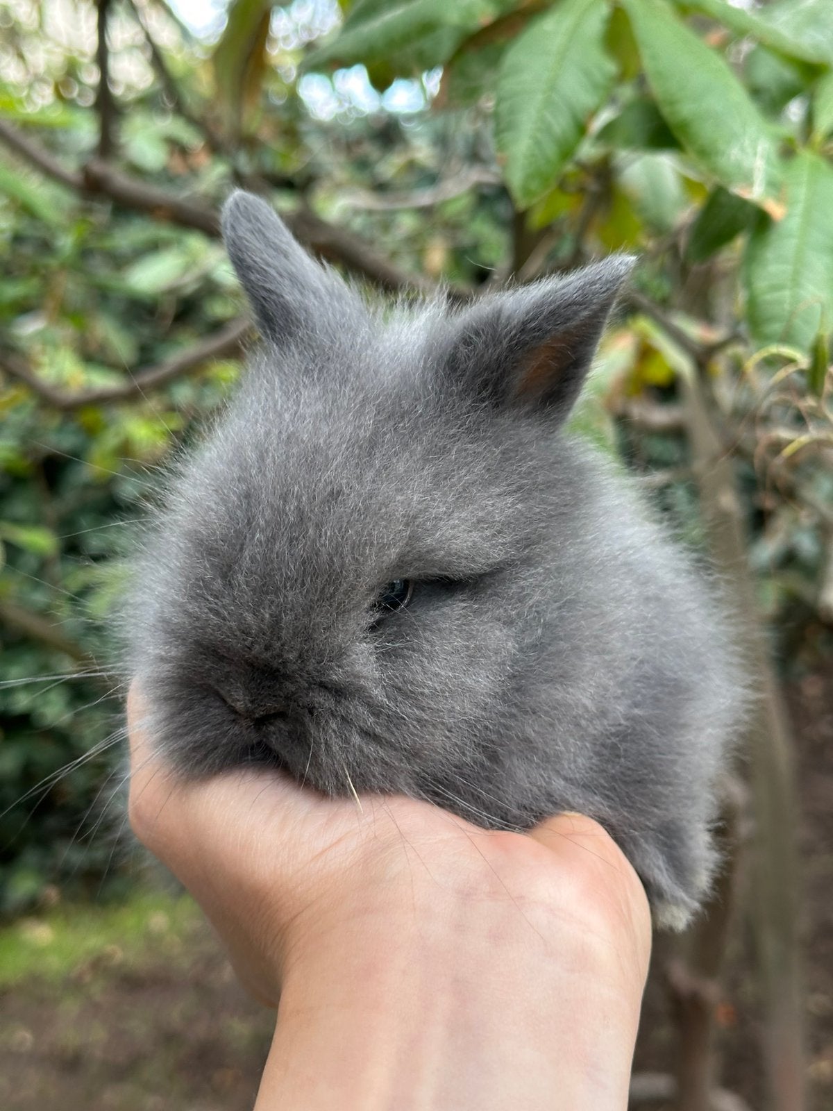 Teddydwerg mix, Dieren en Toebehoren, Konijnen, Mannelijk, Klein