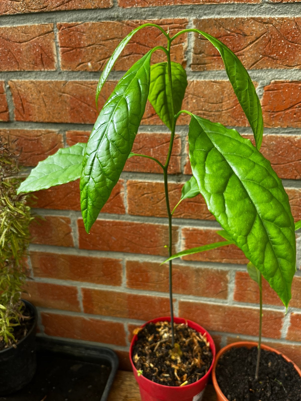Jonge avocadoboom te koop – €8, Minder dan 100 cm, Overige soorten, In pot, Ophalen of Verzenden