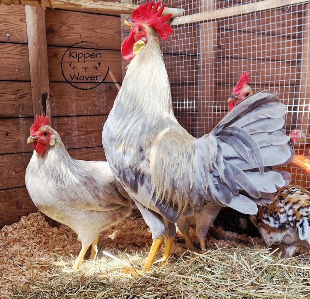 Prachtige leghorn kippen in unieke kleuren!