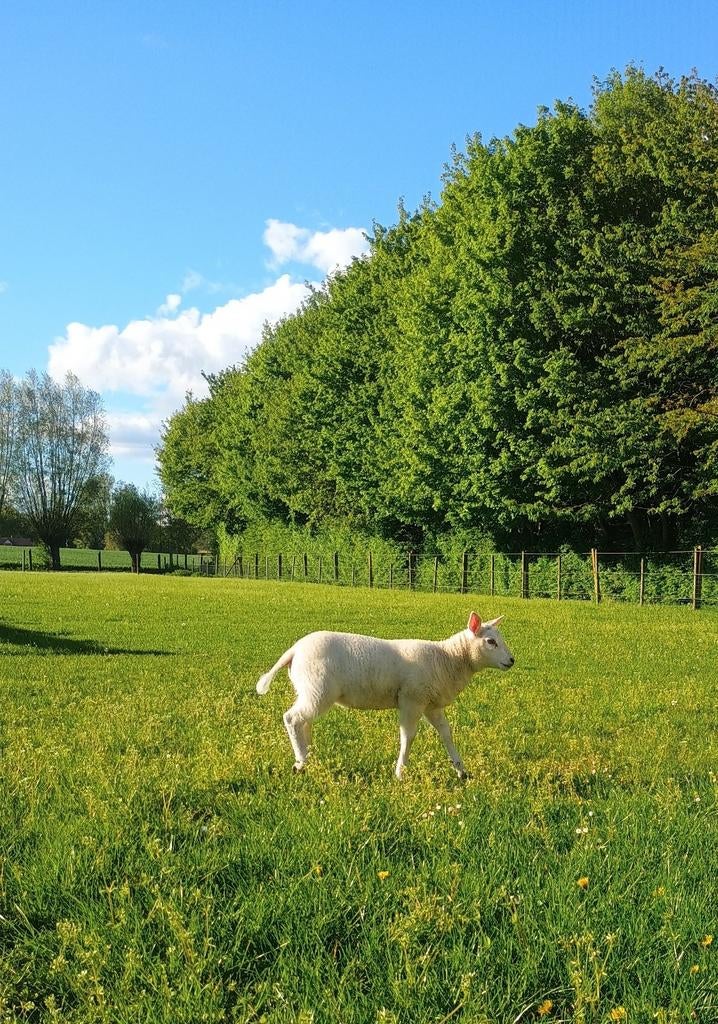 Ooi en ram lammetjes te koop, raszuivere swifter en kruising, Plusieurs animaux, Mouton