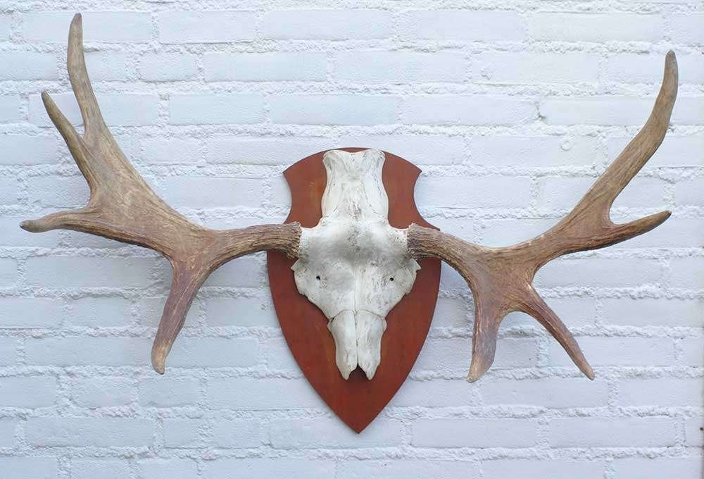SCANDINAVISCH ELAND GEWEI OP HOUTEN SCHILD (ref. O), Collections, Collections Animaux, Utilisé, Bois ou Tête, Cerf, Enlèvement