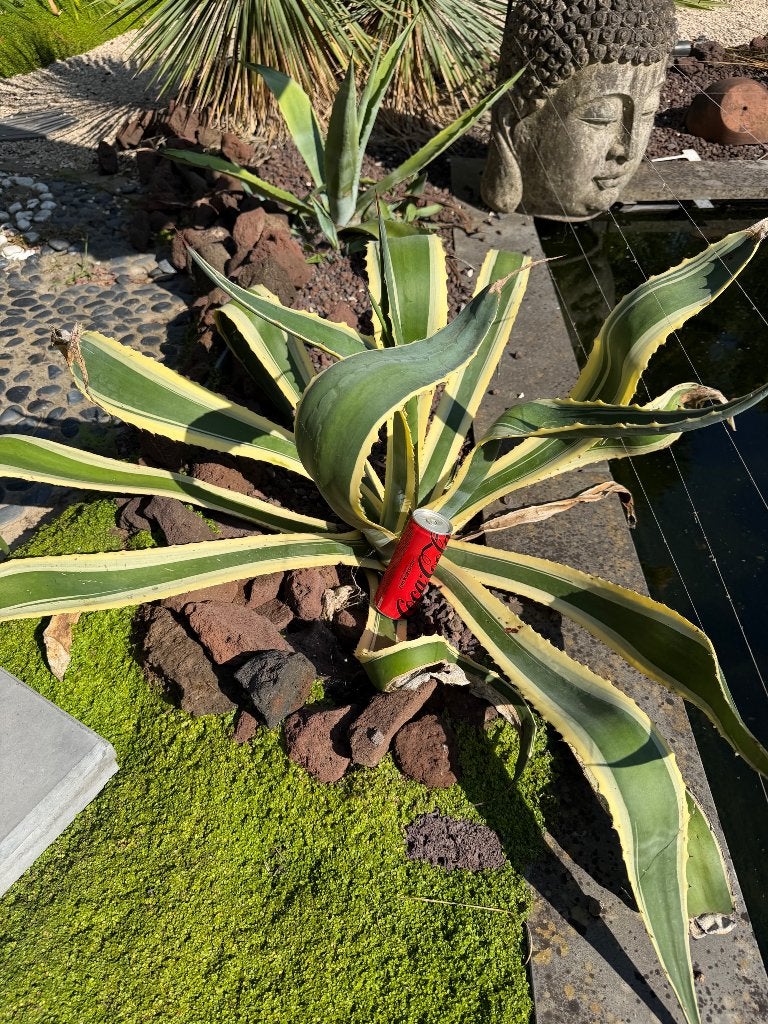 Yucca, Jardin & Terrasse, Plantes | Jardin, Enlèvement, Plante fixe, Autres espèces