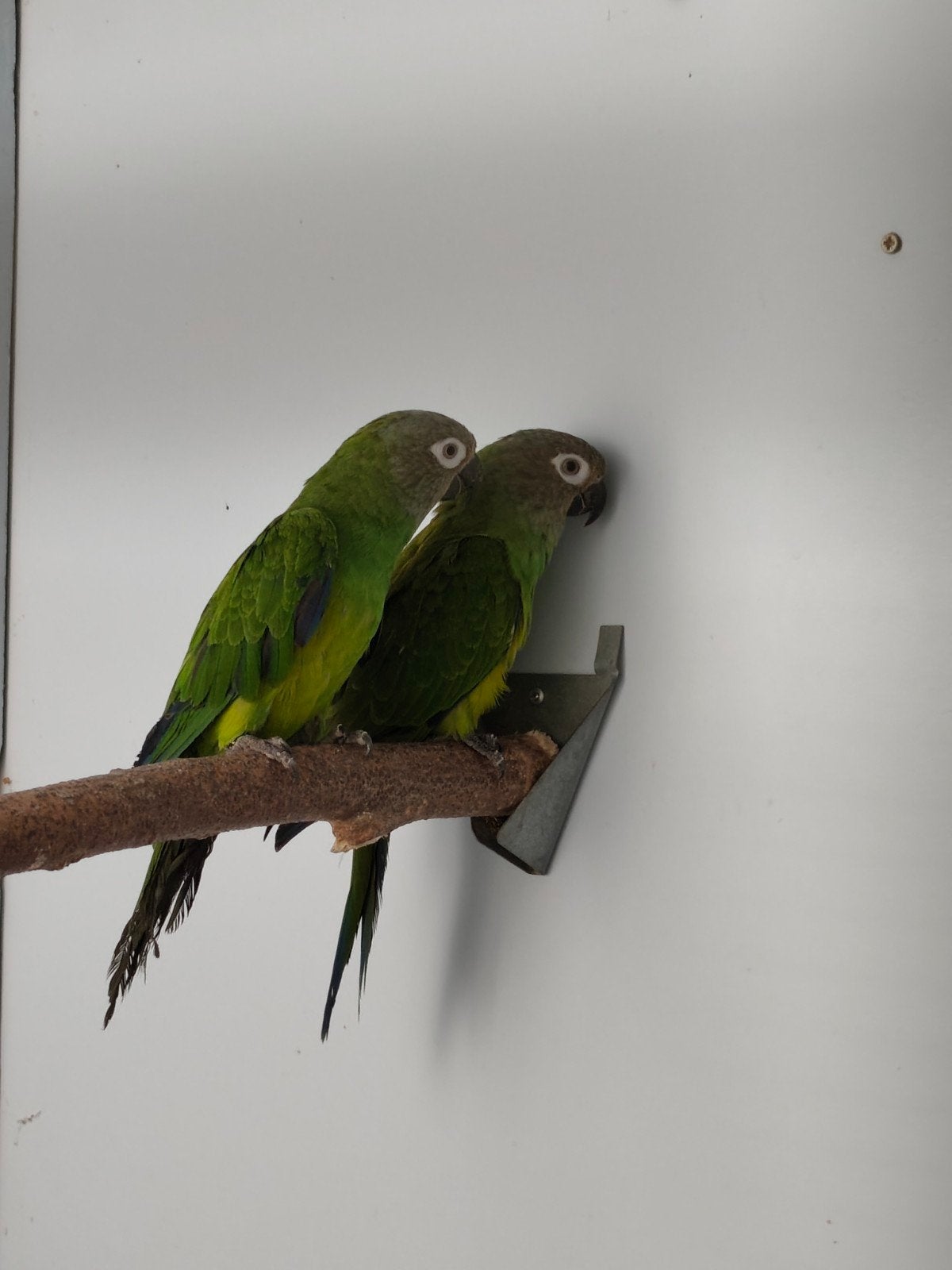 Koppel weddel aratinga's, Dieren en Toebehoren, Vogels | Parkieten en Papegaaien