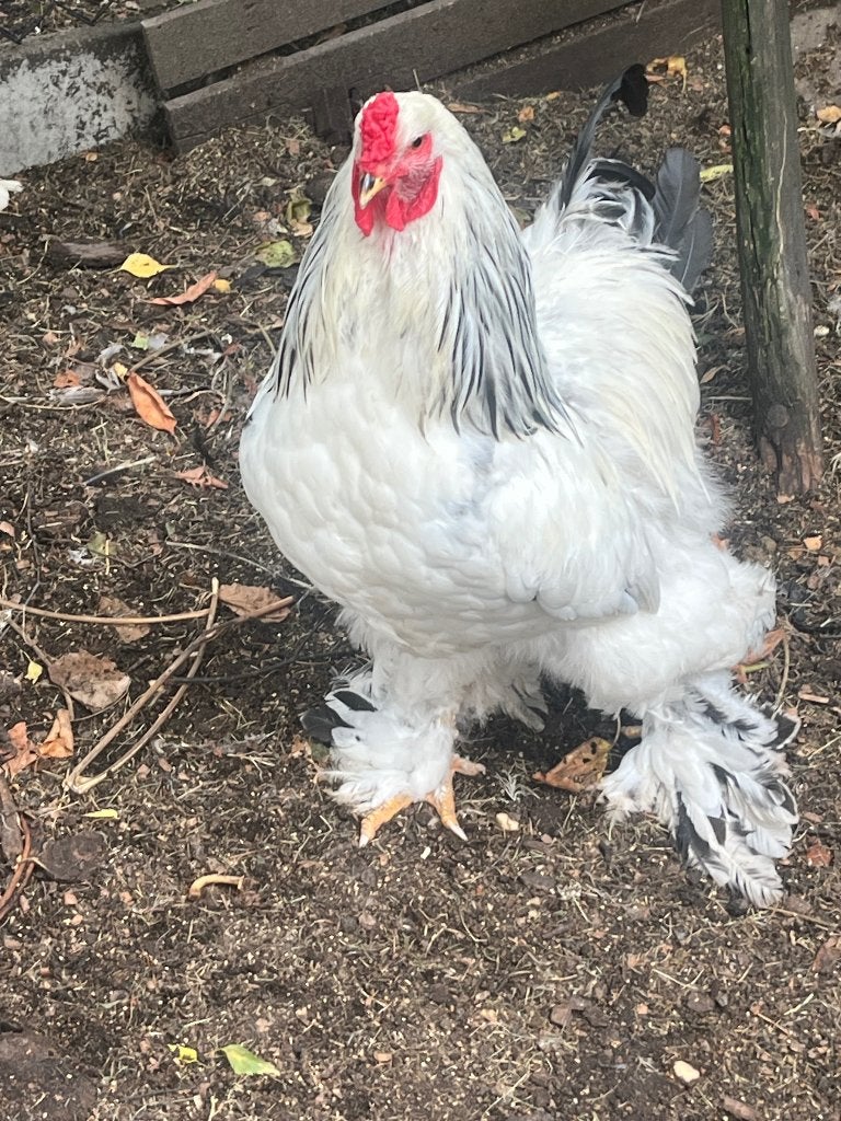Brahma haan, Dieren en Toebehoren, Pluimvee, Mannelijk, Kip