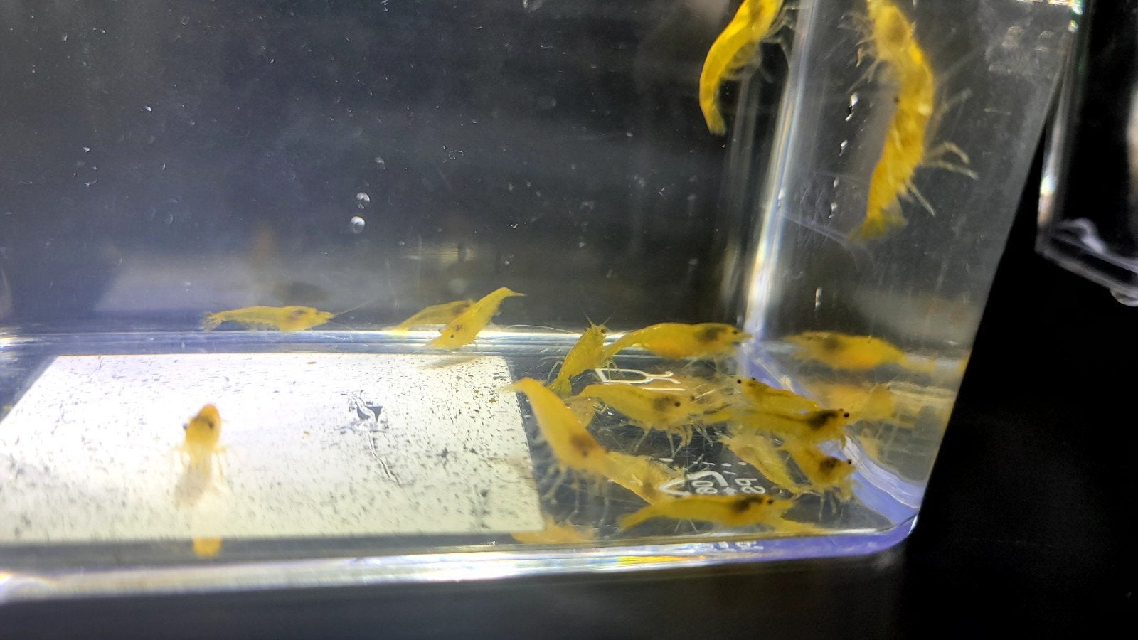 Gele neocaridina garnalen, Dieren en Toebehoren