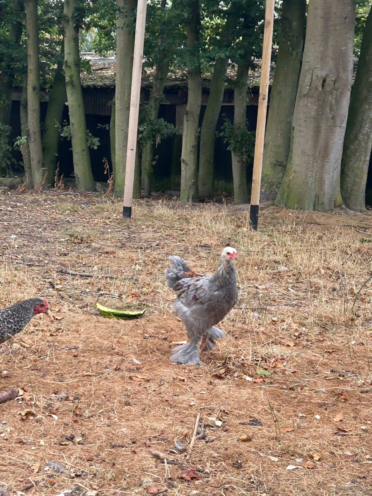 3 Brahma hanen van  2026, Dieren en Toebehoren, Pluimvee, Mannelijk, Kip