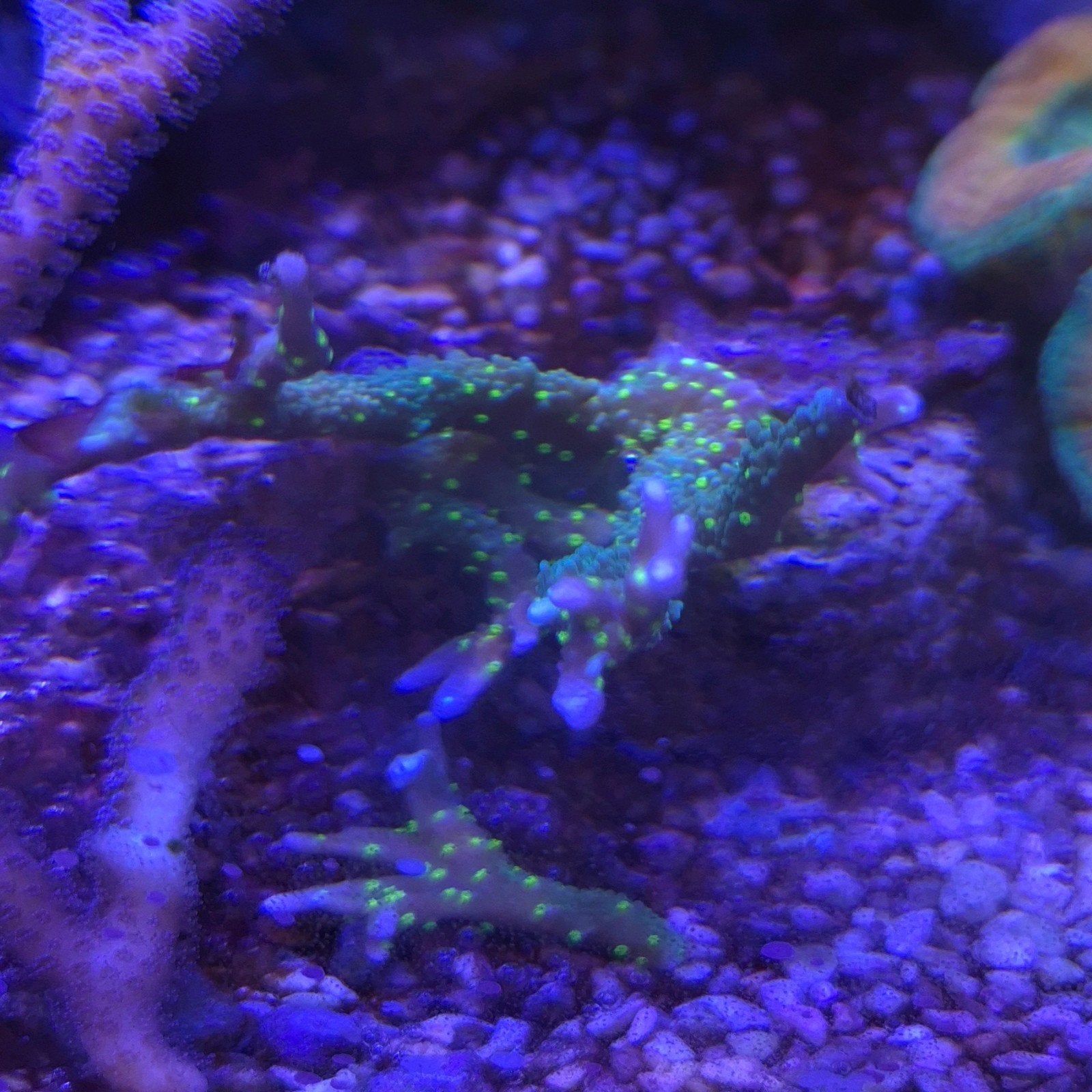 zeeaquarium stekjes, Dieren en Toebehoren