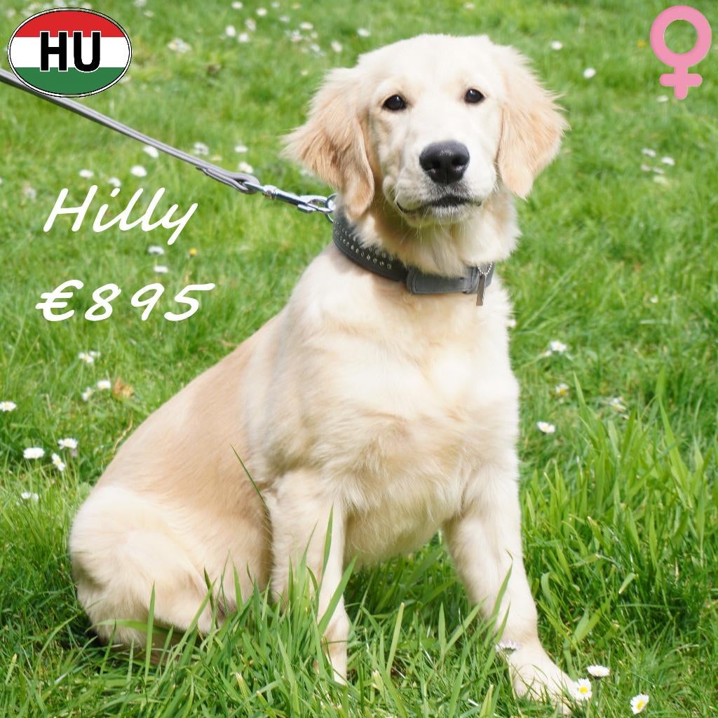 Hilly, Golden Retriever - teefje te koop, Golden retriever, België, 15 weken tot 1 jaar, Handelaar