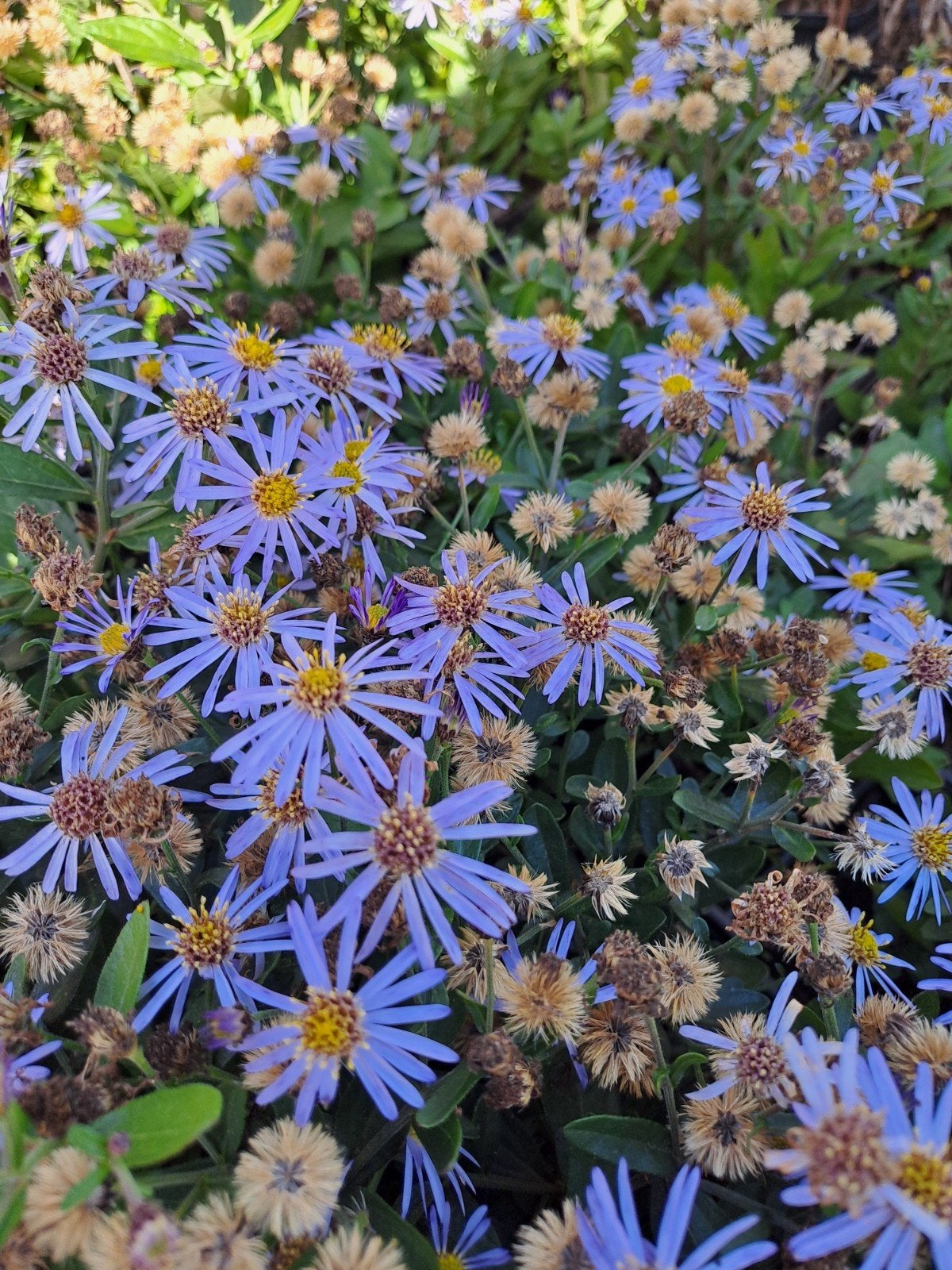 Aster Adustus Nanus, Ophalen
