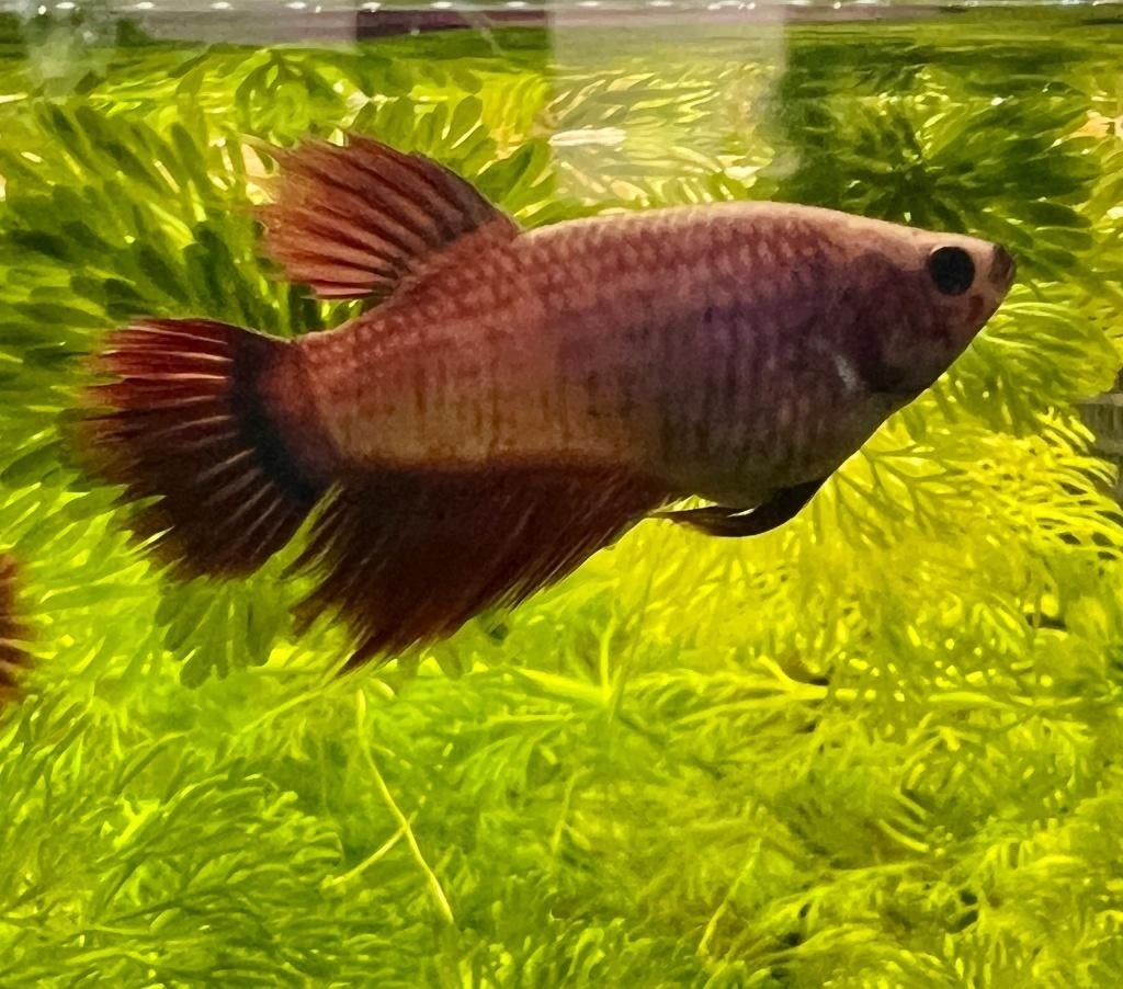 Betta splendens mannetje – eigen kweek (5 maanden oud), Poisson, Poisson d'eau douce