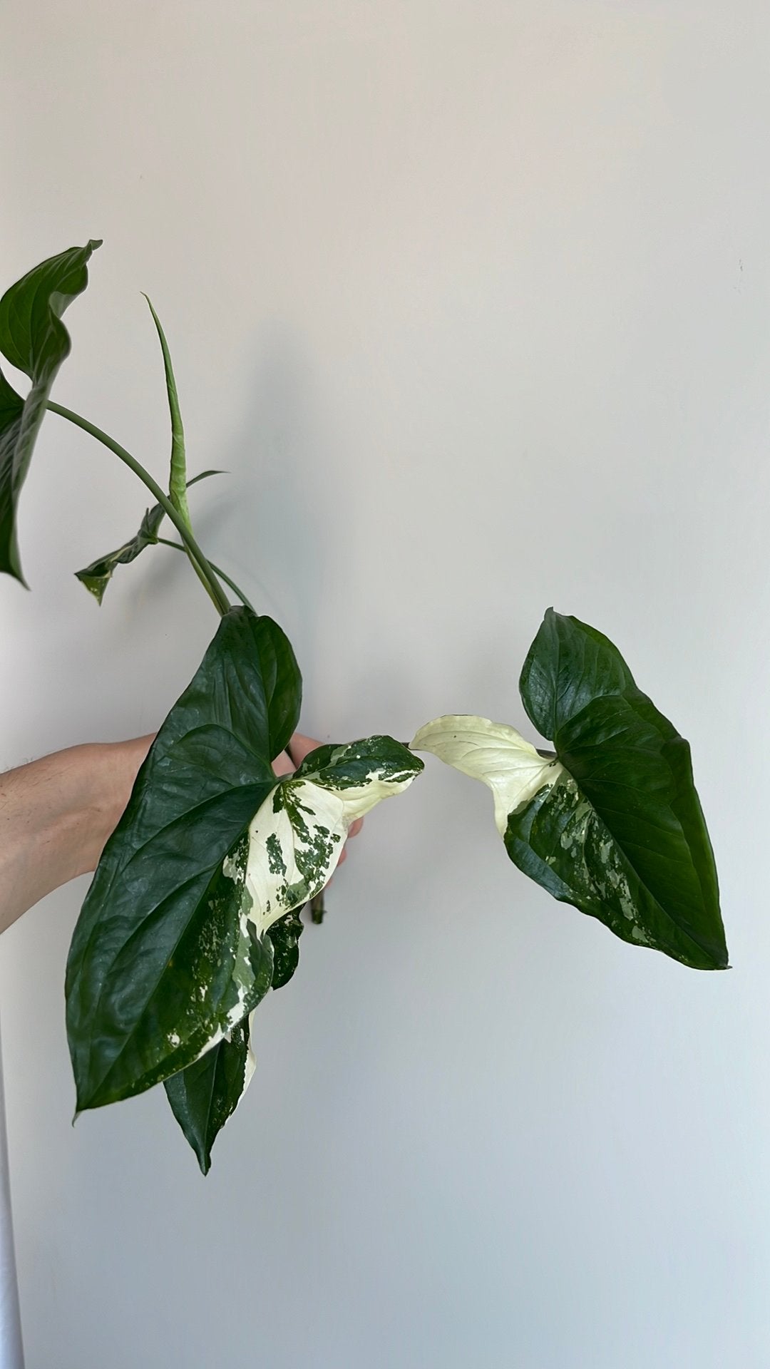 Syngonium albo variegata stekje, Huis en Inrichting, Kamerplanten, Ophalen
