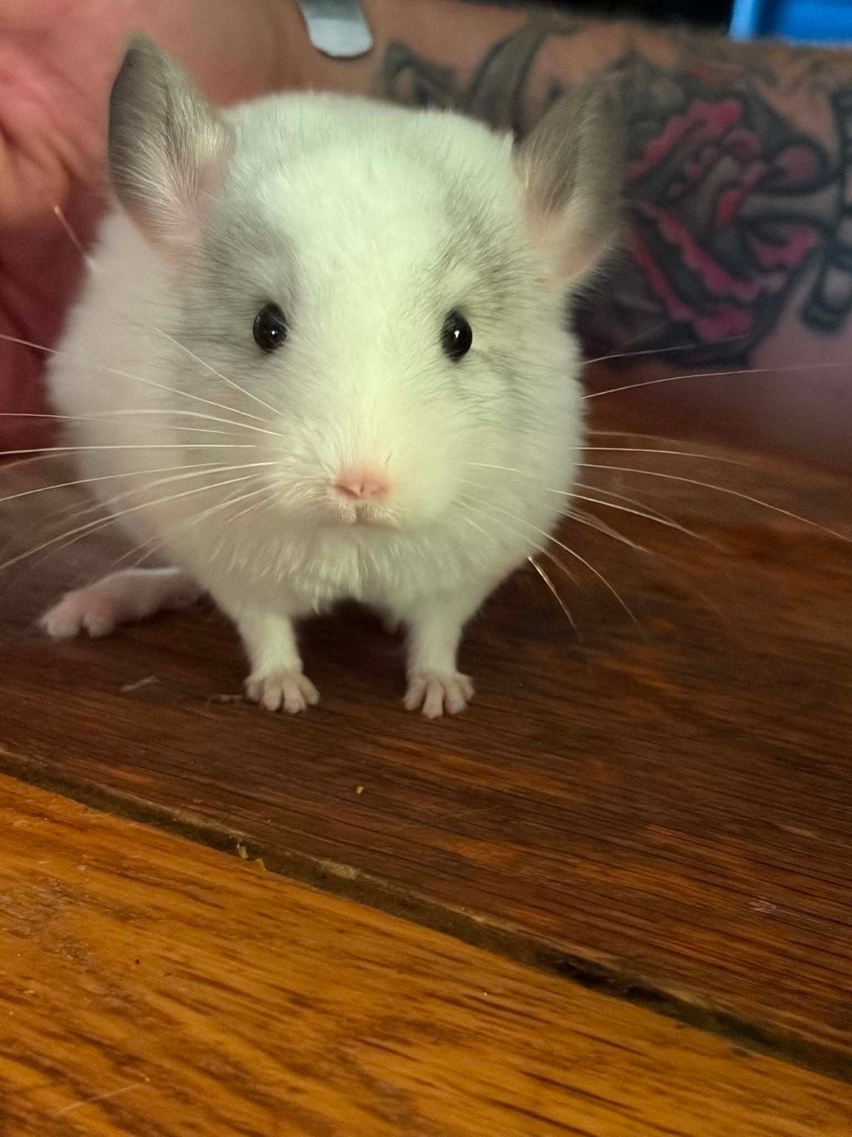 Chinchilla's 2 maand oud, Animaux & Accessoires, Rongeurs, Mâle, Chinchilla, Mai, Domestique