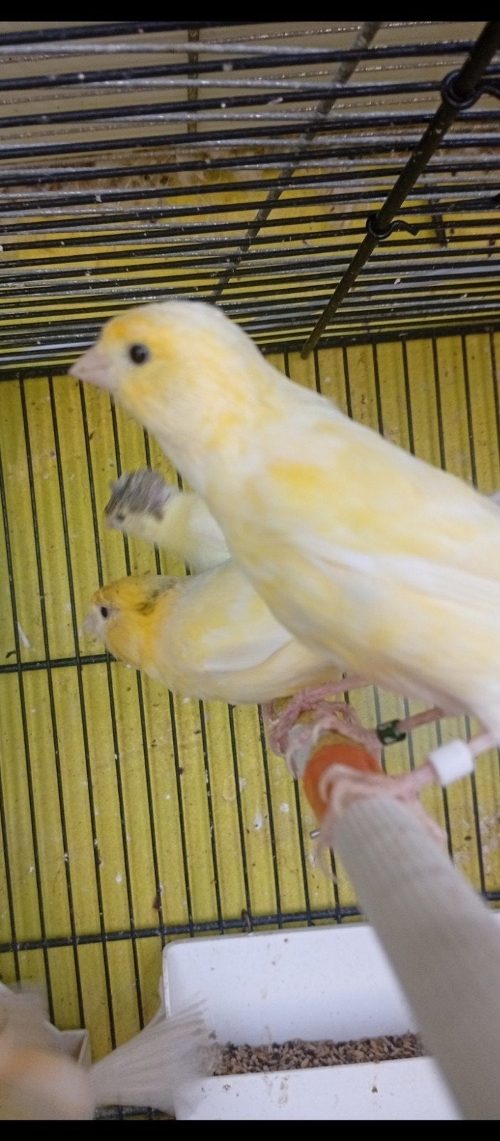 Lot ou à pièce canaris malinois jaune 2026 , mâle et femelle, Sexe inconnu, Bagué