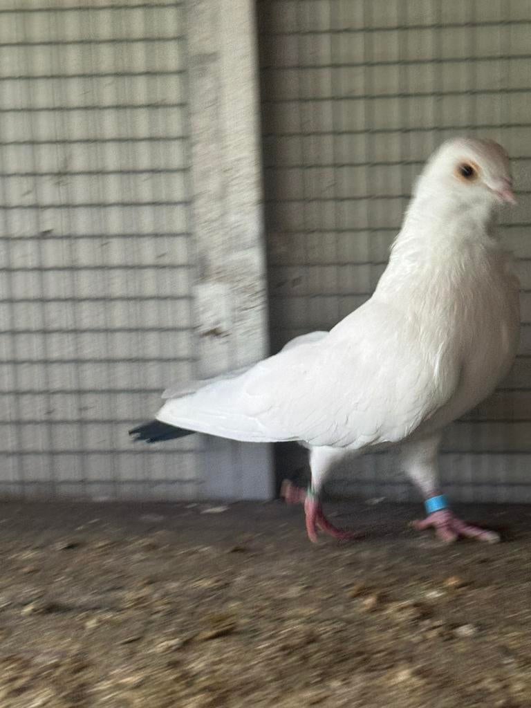 heel mooie gjylija te koop ️
